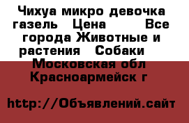 Чихуа микро девочка газель › Цена ­ 65 - Все города Животные и растения » Собаки   . Московская обл.,Красноармейск г.